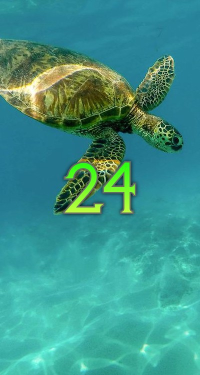 シウマの数字待ち受け24の無料壁紙 画面 亀 Lifetime Fun