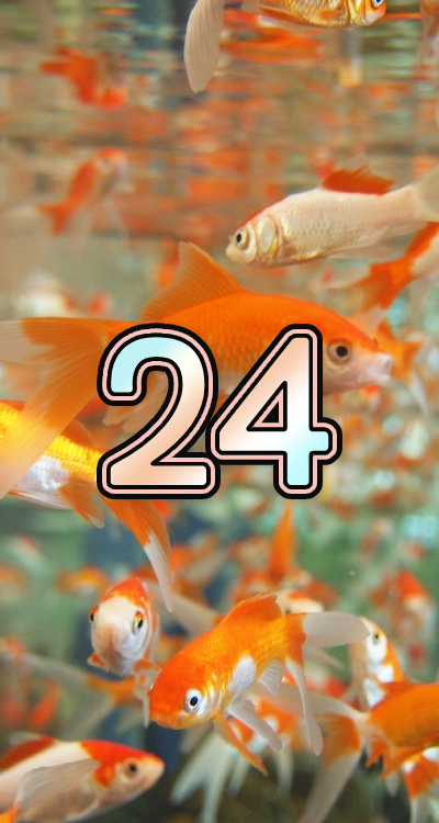 シウマの数字待ち受け 24 の無料壁紙 画面 金魚 Lifetime Fun