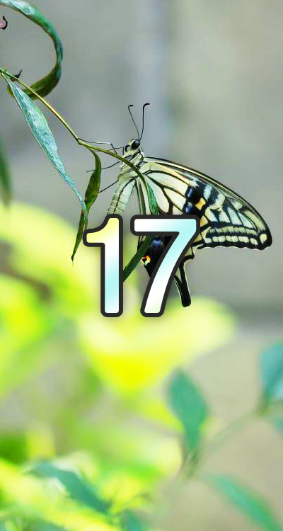 シウマの数字待ち受け「17」の無料壁紙・画面(蝶々) | LIFETIME-FUN