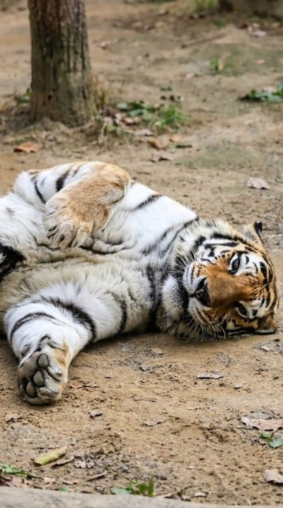 ゲッターズ飯田_開運待ち受け_トラ