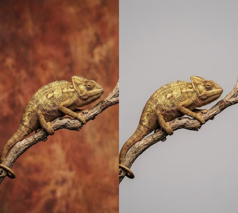 ゲッターズ飯田_金のカメレオン座_ラッキーカラー_2026