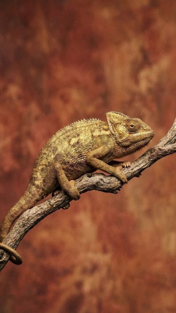 2026年ゲッターズ飯田_金のカメレオン座ラッキーカラー待ち受け壁紙_茶赤